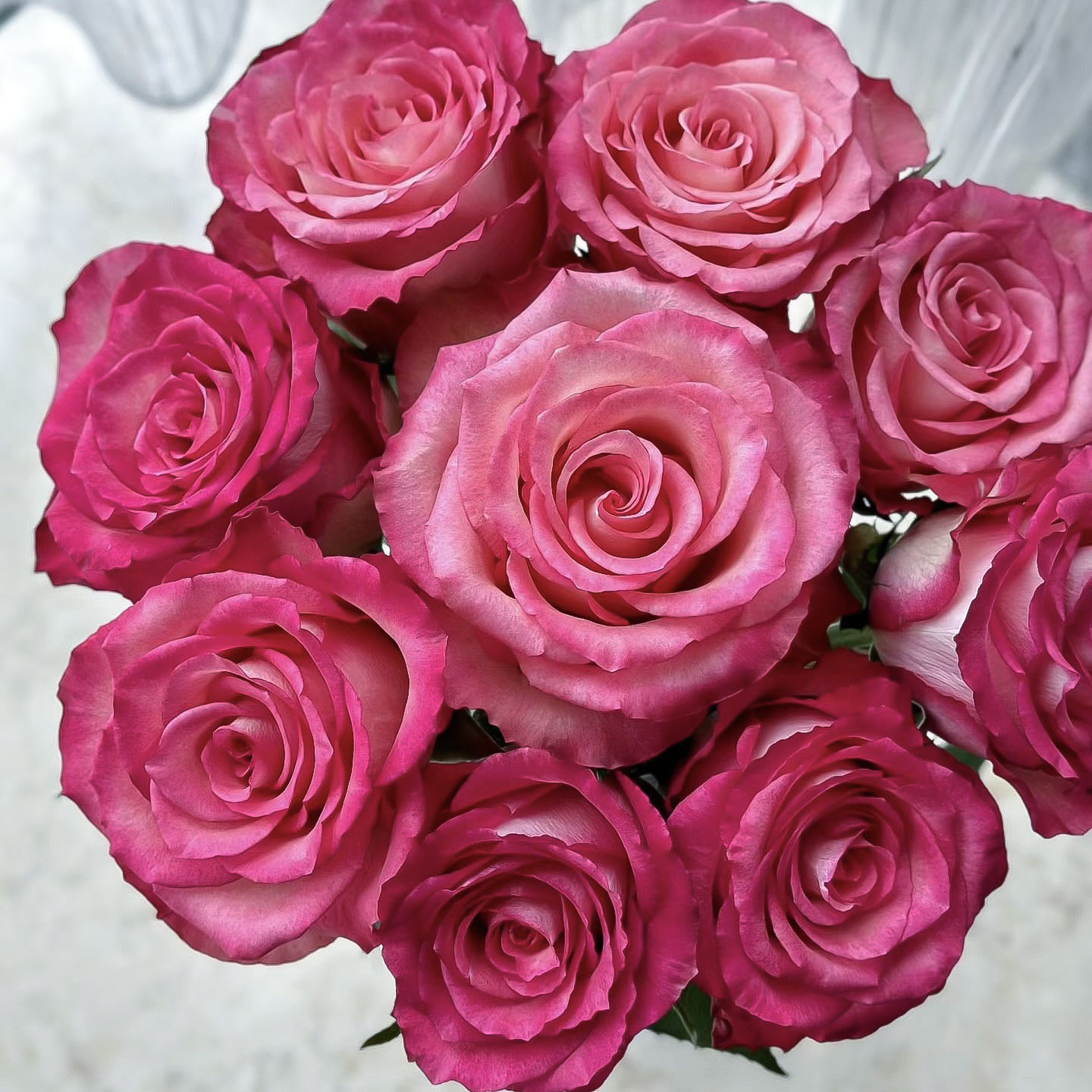 【方德】尼科利达20支玫瑰（无土栽培）【1单包邮】