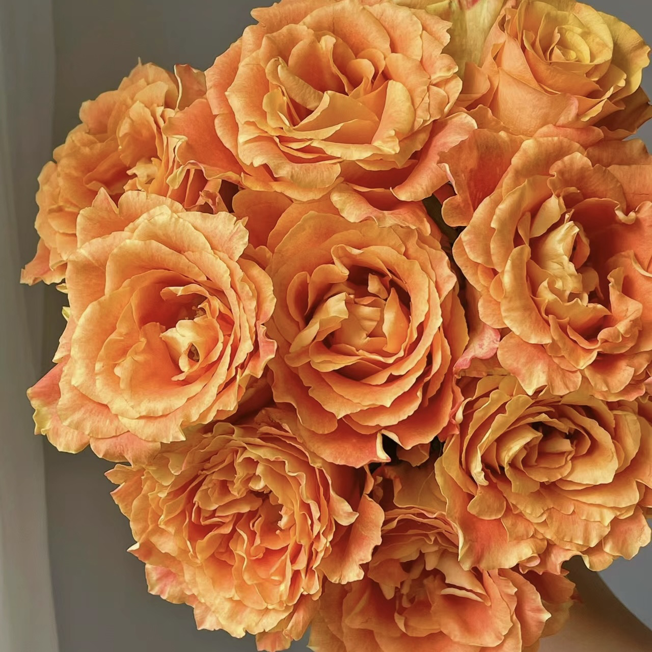 【诺斯沃德】欢乐颂20枝玫瑰【全店凑两单京东或顺丰包邮】云南鲜花