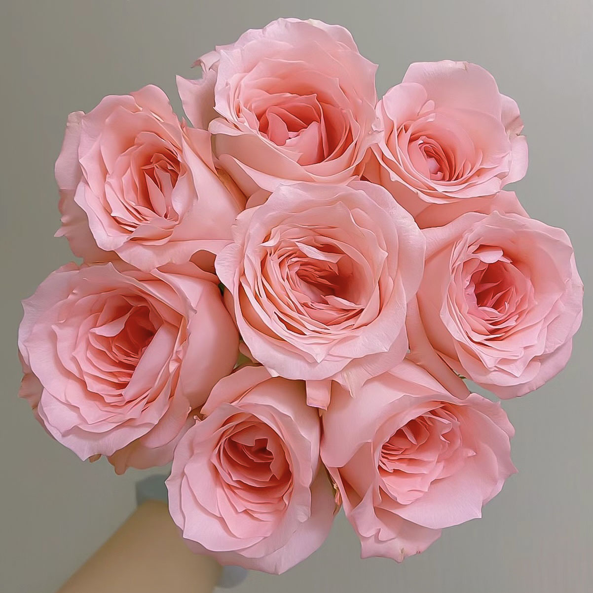 戴安娜20枝玫瑰【1单包邮】云南鲜花家用