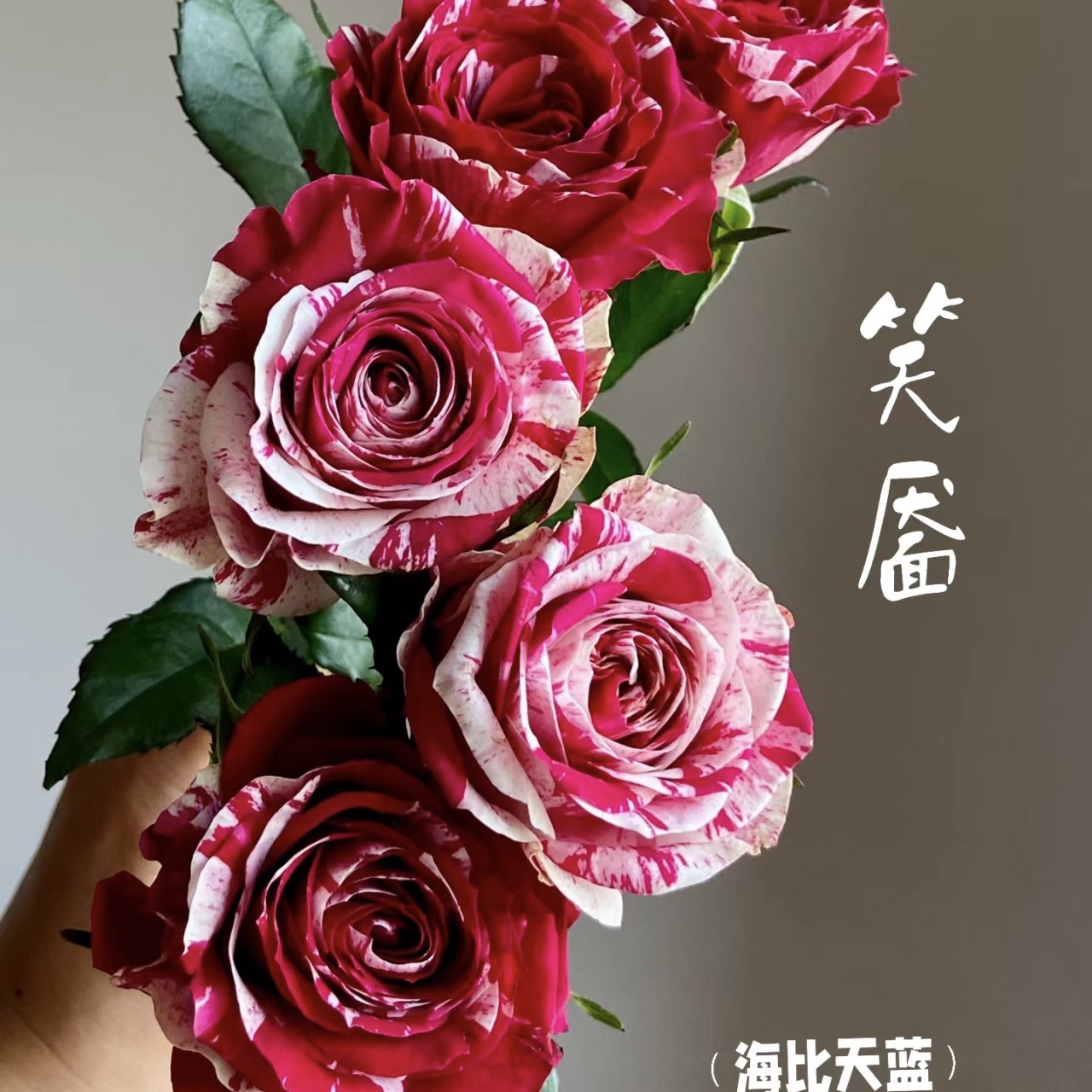 【方德】笑靥玫瑰20枝无土栽培【任意凑2单冷链包邮】鲜花