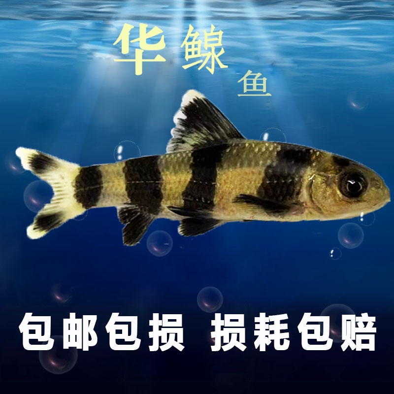 华鳈鱼冷水鱼胭脂鲤底层鱼花斑鱼啃藻鱼好养耐活溪流鱼活体石斑鱼