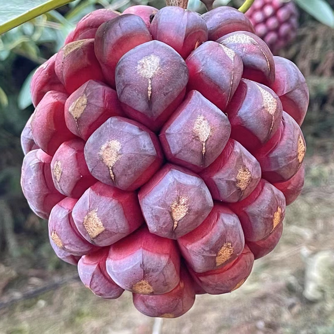 黑老虎果布福娜恶魔果侗族特色水果冷饭团大血藤恶魔果实