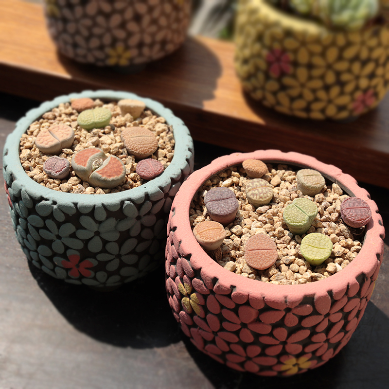 韩式简约多肉花盆陶瓷群生粗陶PP生石花拼盘群生手绘室内盆栽花器