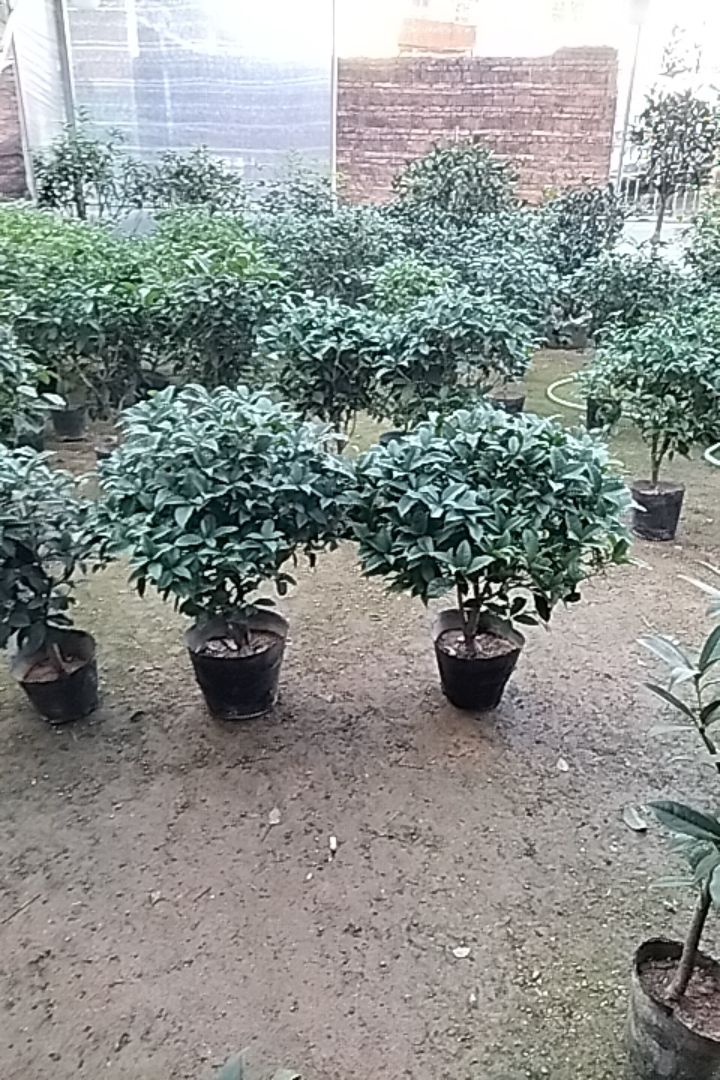 十二年精品大冠幅茂盛型四季桂花飘香满屋飘香满院