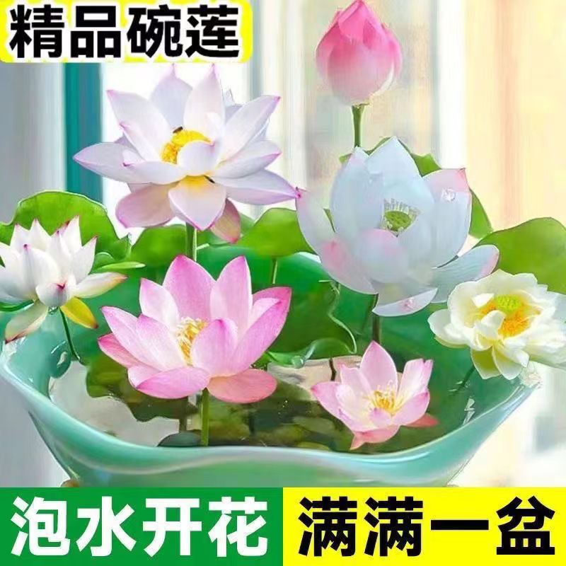 12.8元7包+2个碗莲专用盆+营养液【水培莲花】无土水培莲花荷花水养