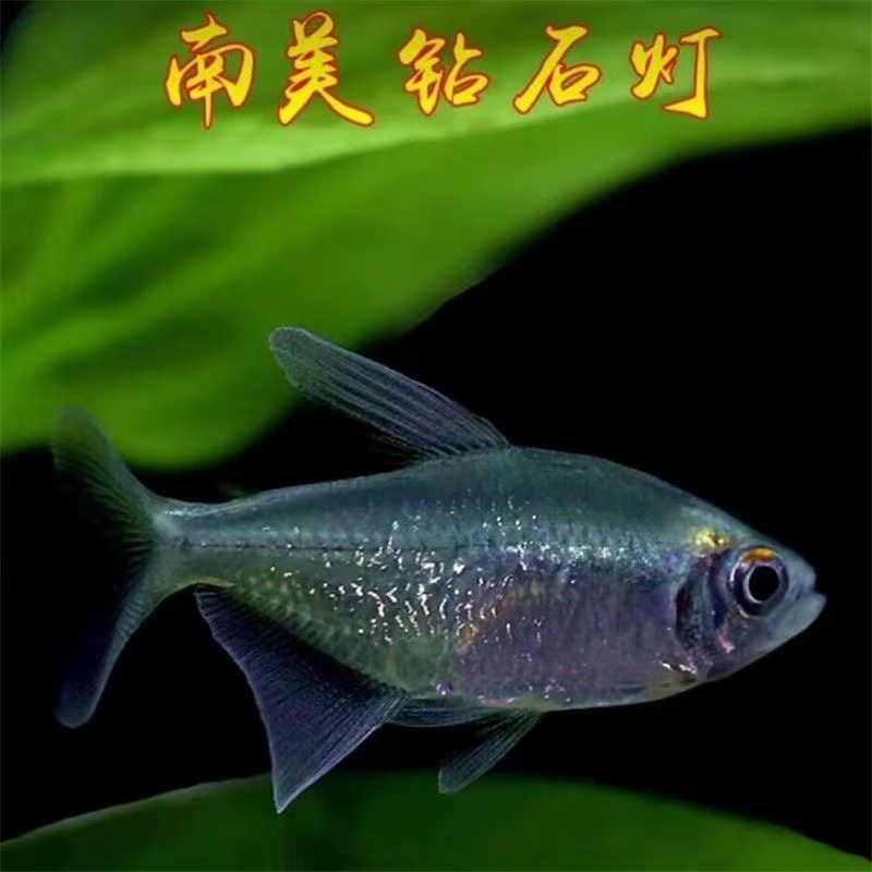 南美钻石灯南美进口闪光直线脂鲤小型淡水热带鱼灯科鱼群游鱼活体