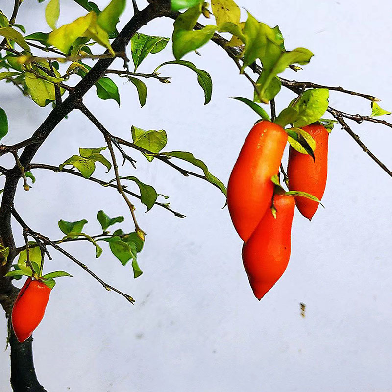 老鸦柿盆景素材室内外植一物一拍