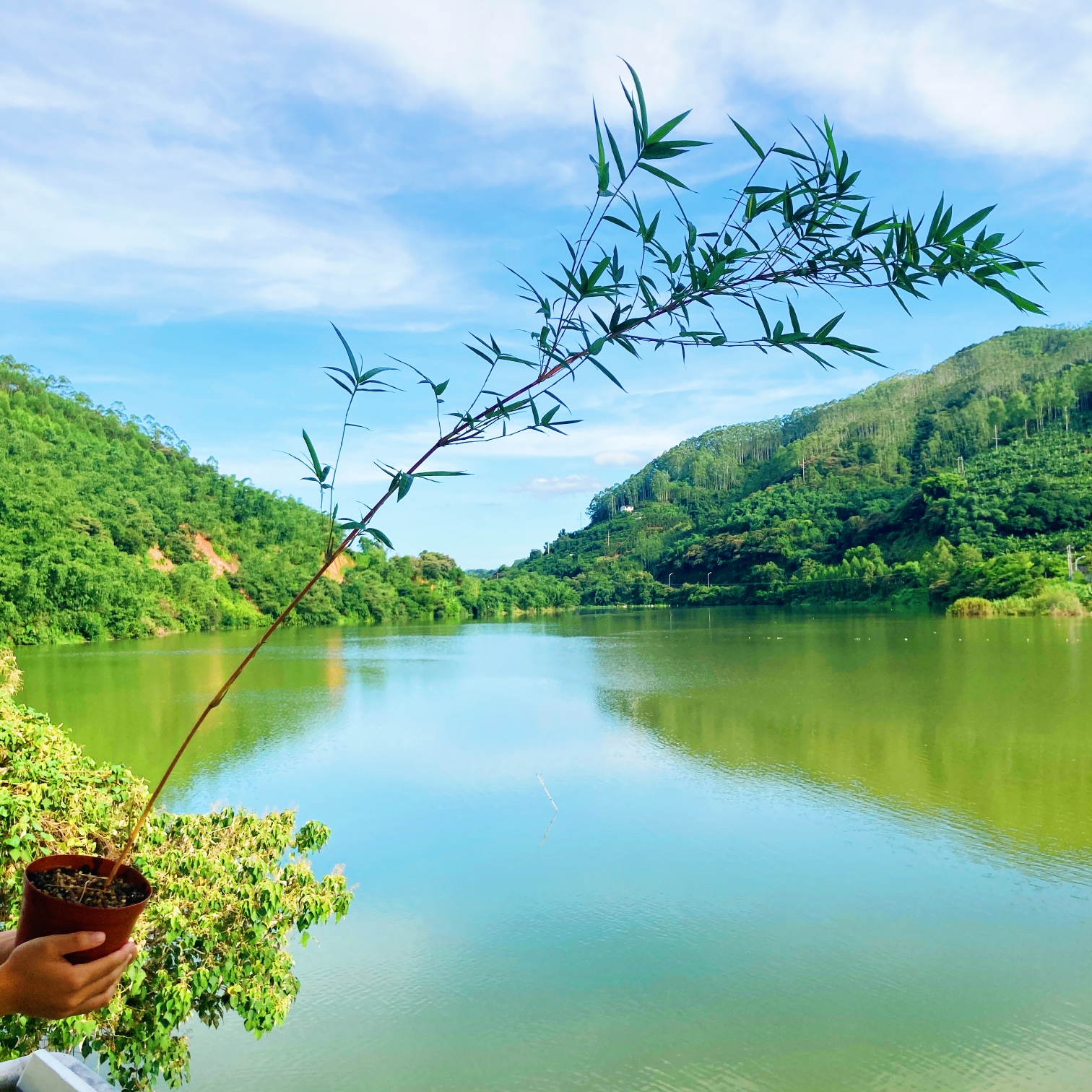 一物一拍链接红观音竹飘耐寒雅致花卉桌面盆景养眼