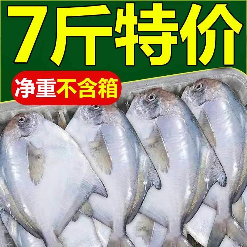 【不含箱重】东海野生银鲳鱼新鲜冷冻白鲳鱼大鲳鱼平鱼冷冻水产
