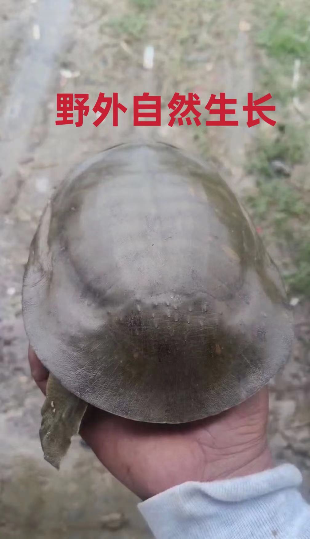 野外天然生长鲜活甲鱼