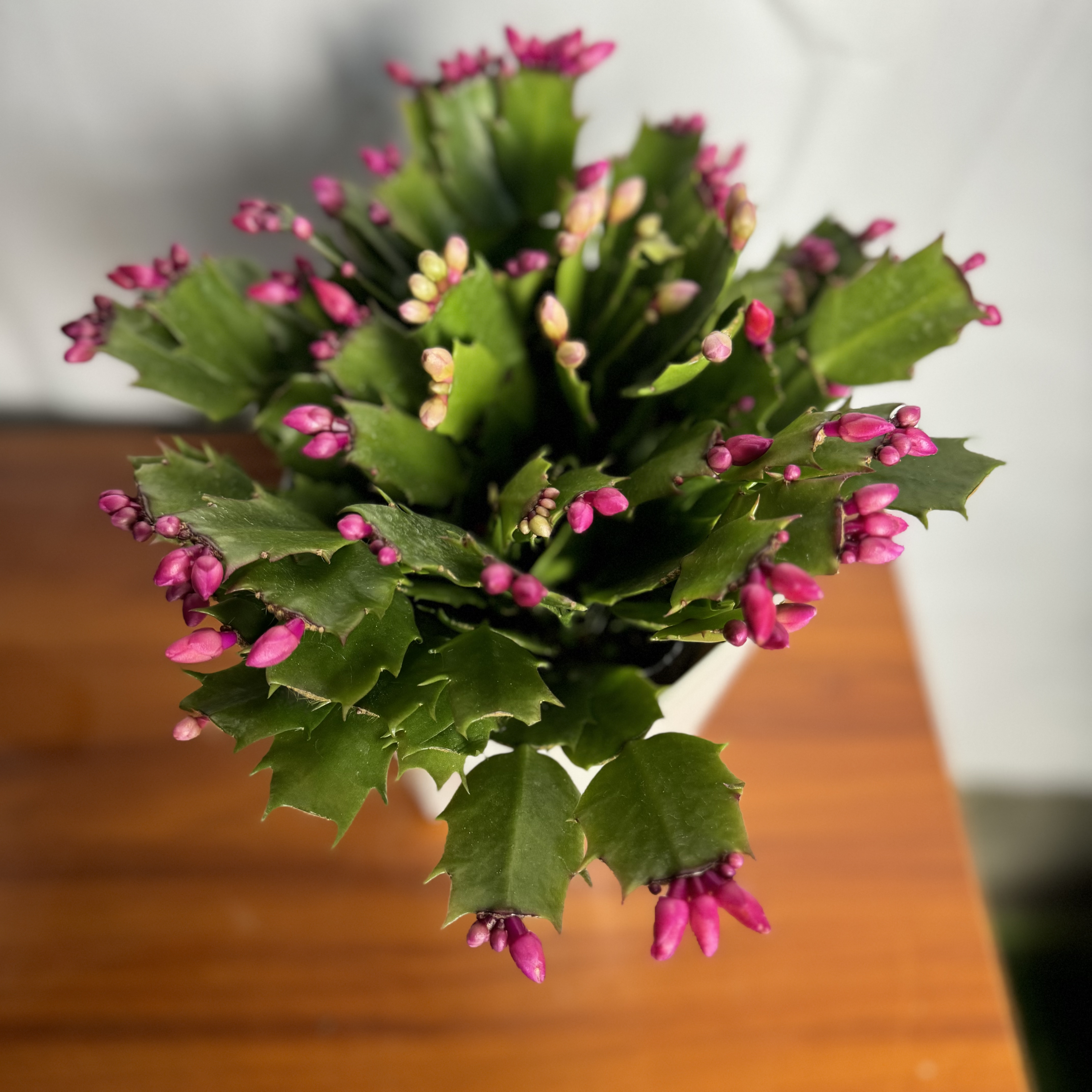 西藏包邮蟹爪兰盆栽带花苞多色花卉植物室内绿植好养四季开花