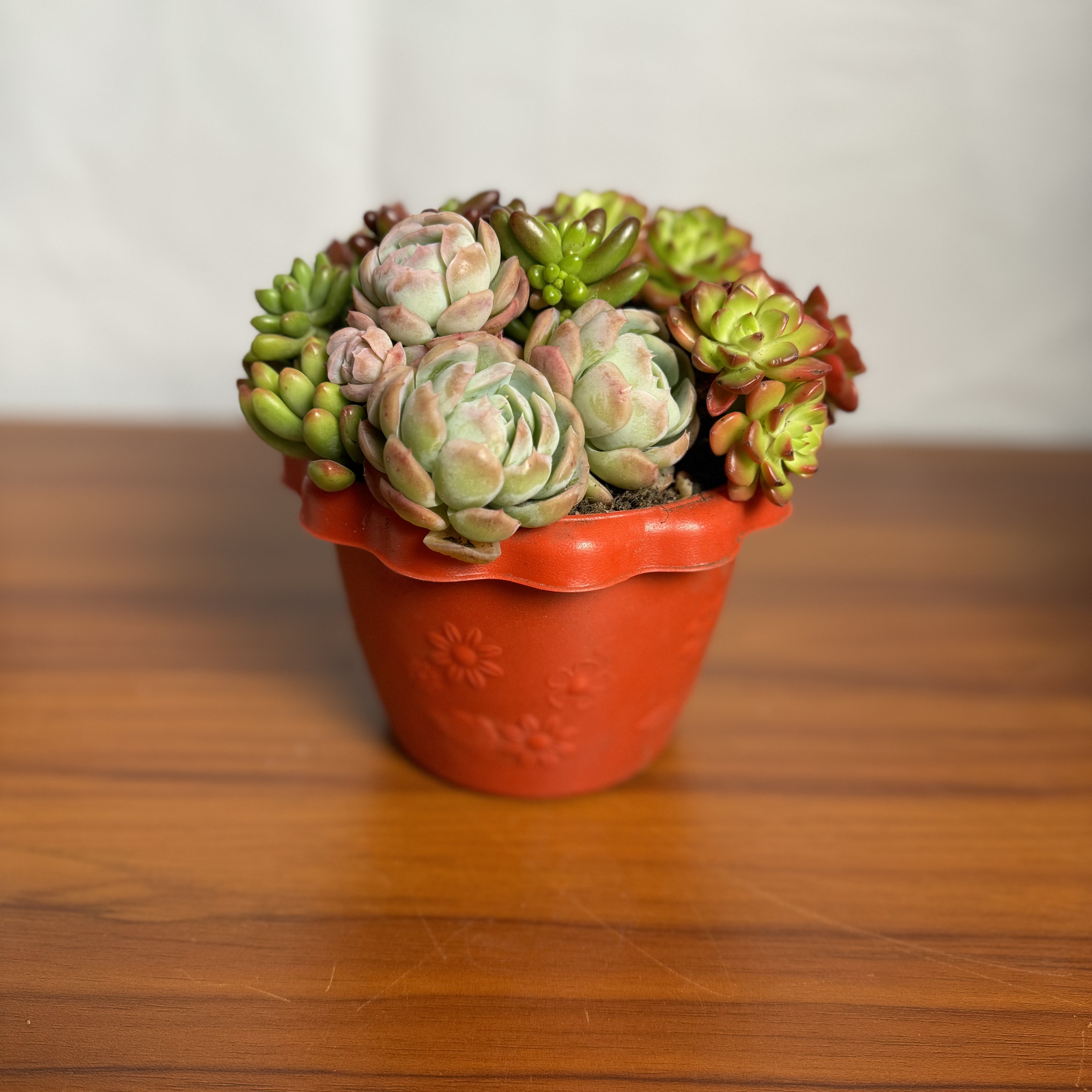 西藏包邮绿植·多肉彩盆拼