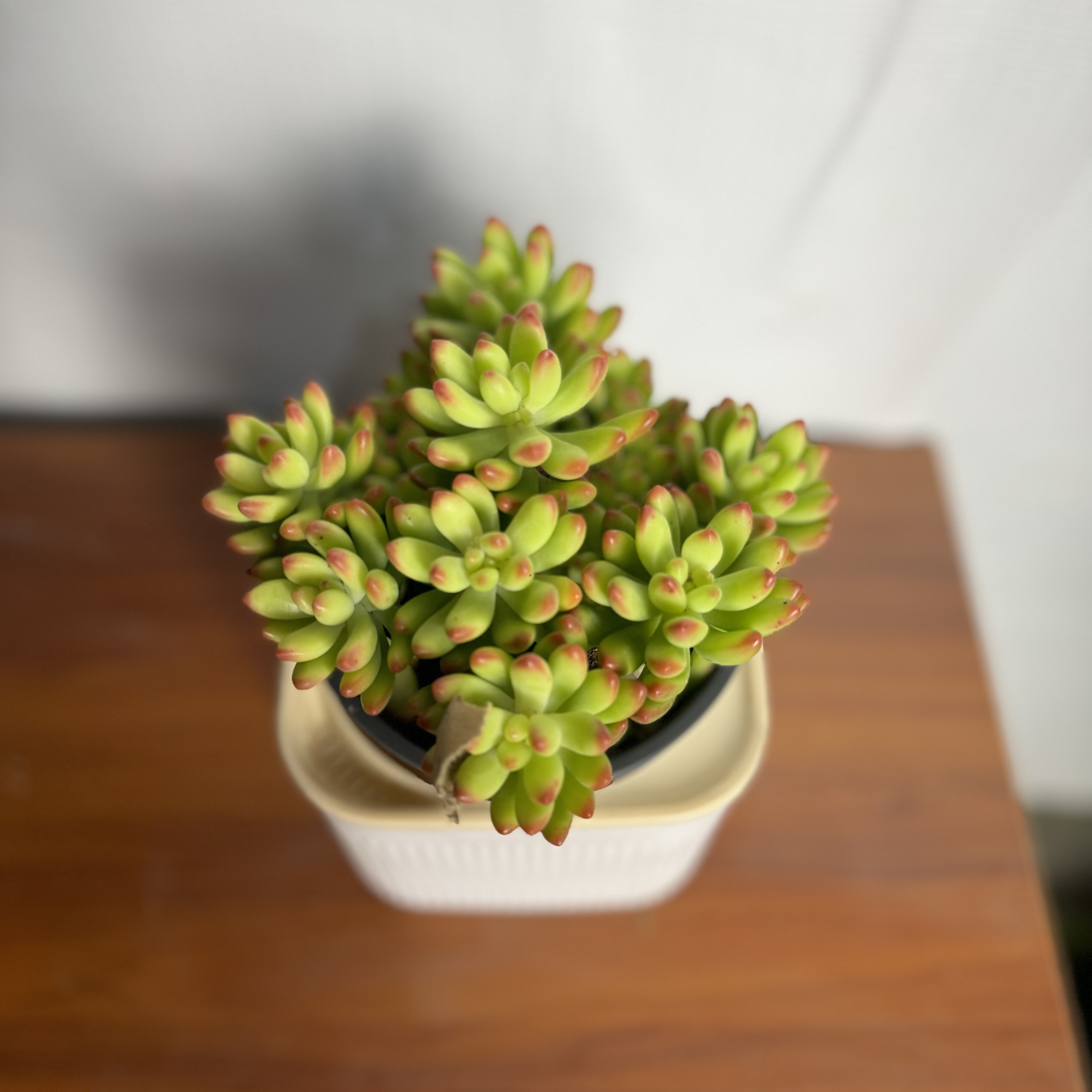 西藏包邮春萌多肉植物盆栽绿植花卉盆花多肉办公室观赏绿植盆景