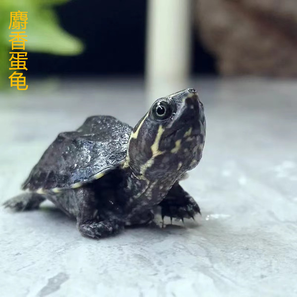 鑫鑫龟业麝香蛋龟