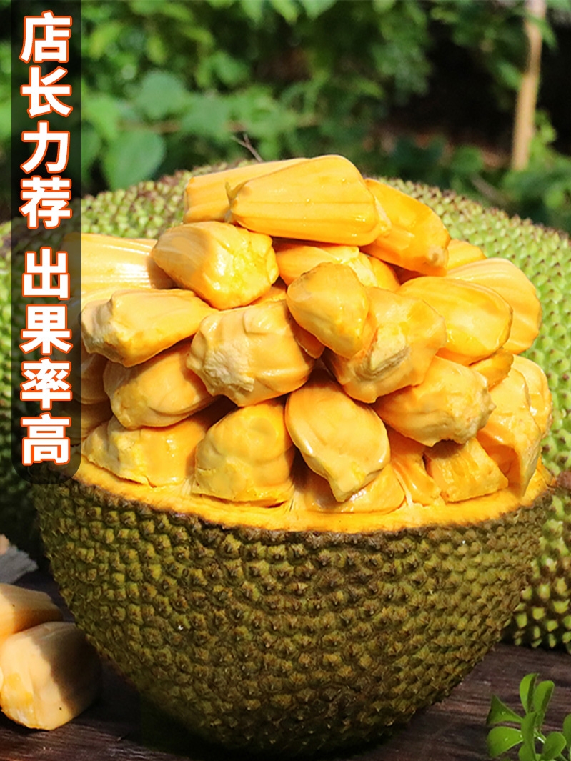 海南当季菠萝蜜新鲜水果包邮黄肉波罗菠萝蜜一整个水果整箱红肉