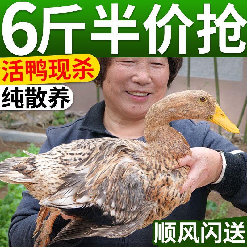 【批发】散养五年老鸭子土鸭整只新鲜现杀整只老鸭水鸭冷冻鸭肉