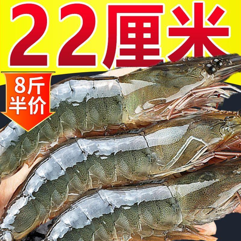 【超大大虾】新鲜大虾青岛大虾冻虾白虾非基围虾批发海鲜水产