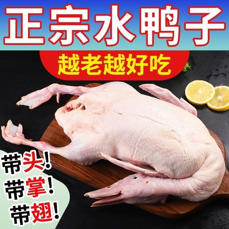 【正宗老鸭】散养老鸭子土鸭水鸭麻鸭新鲜鸭子整只老鸭生鲜土鸭