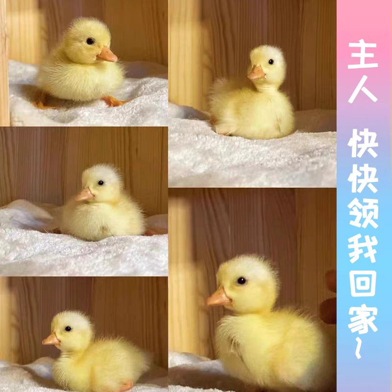 柯尔鸭蛋宠物鸭蛋可达鸭新鲜观赏鸭包活幼苗