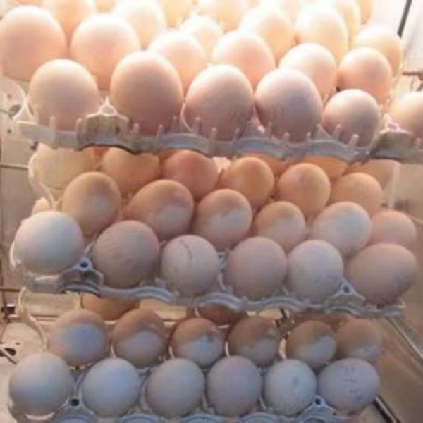 新鲜鸡蛋散养婆罗门鸡蛋波兰鸡蛋火鸡蛋怀特鸡蛋营养丰富