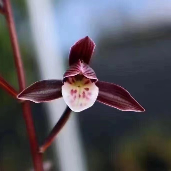 兰花绿植盆栽细叶寒兰转色名品紫花（端妍）秋冬季节带花好养正品