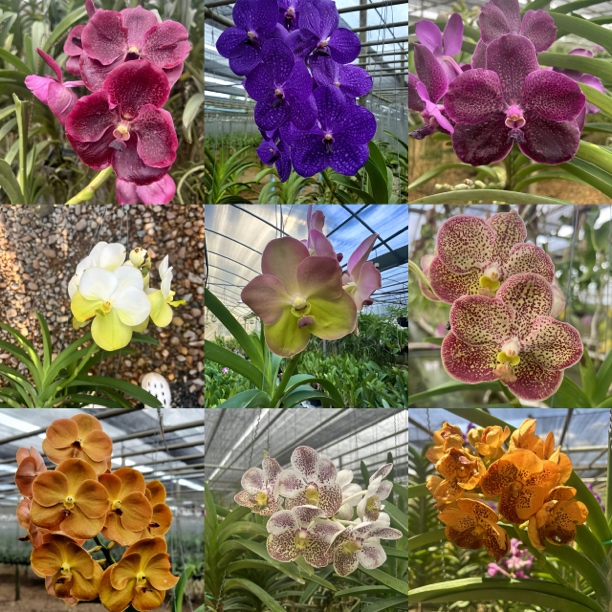 【芸芊精选】泰国进口大花万代兰一物一拍（直播间一物一拍请勿私拍）