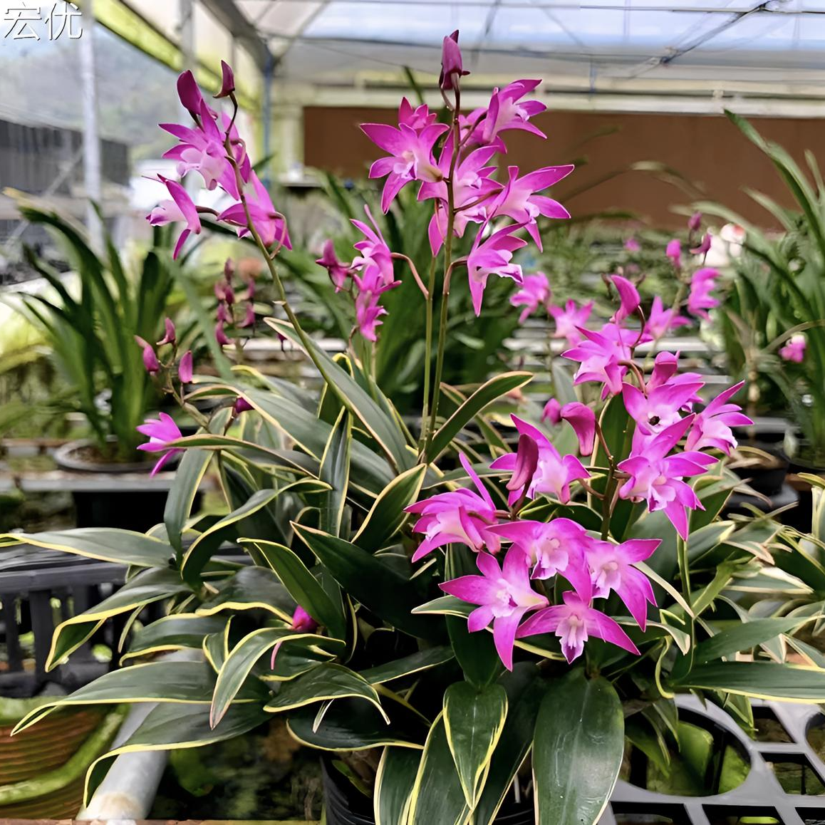 【芸芊精选】带艺金边澳洲香水石斛（紫蝶）奇异植物开花芳香花香十足