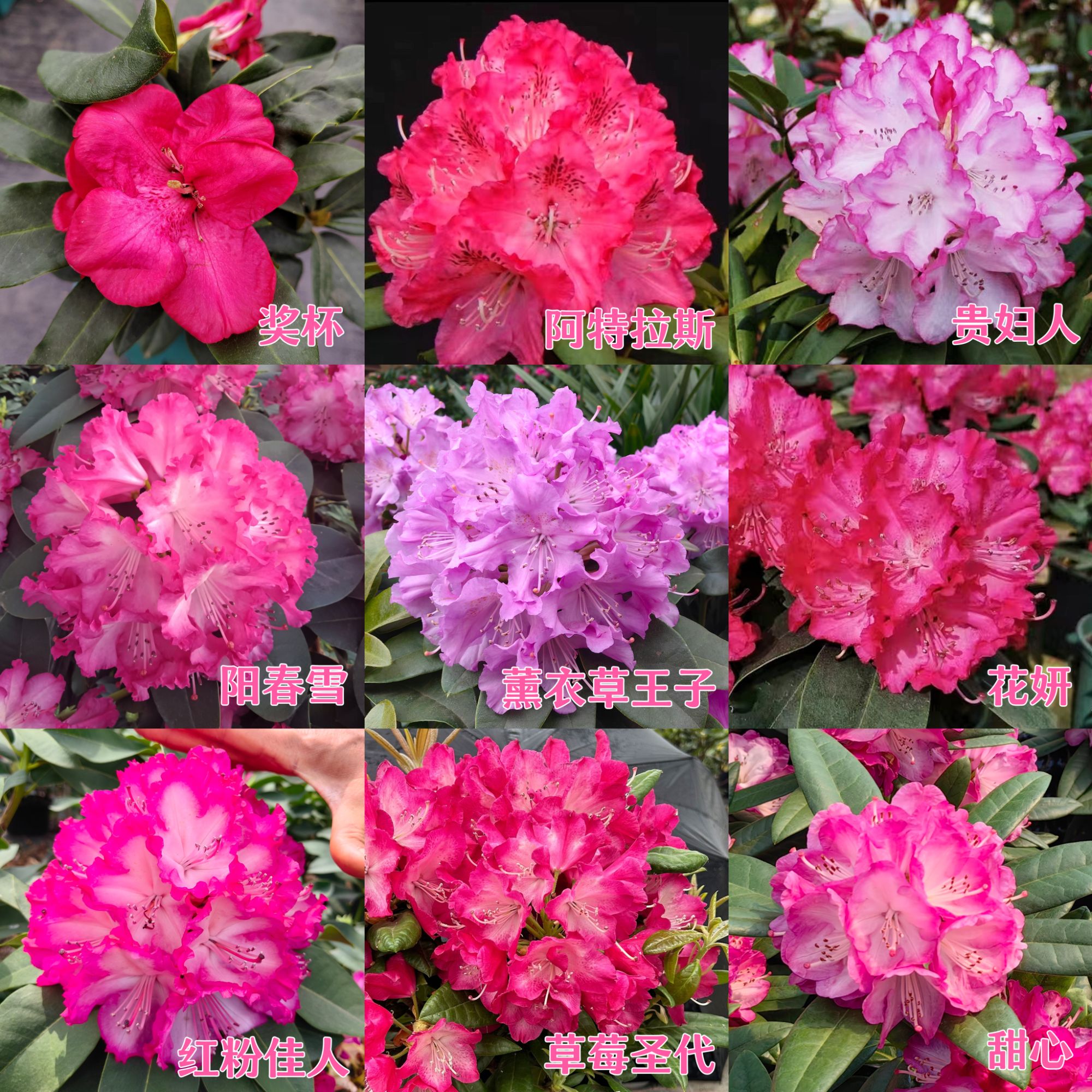 高山杜鹃-花期长，四季常绿，适应性强，耐寒耐热，基地直发