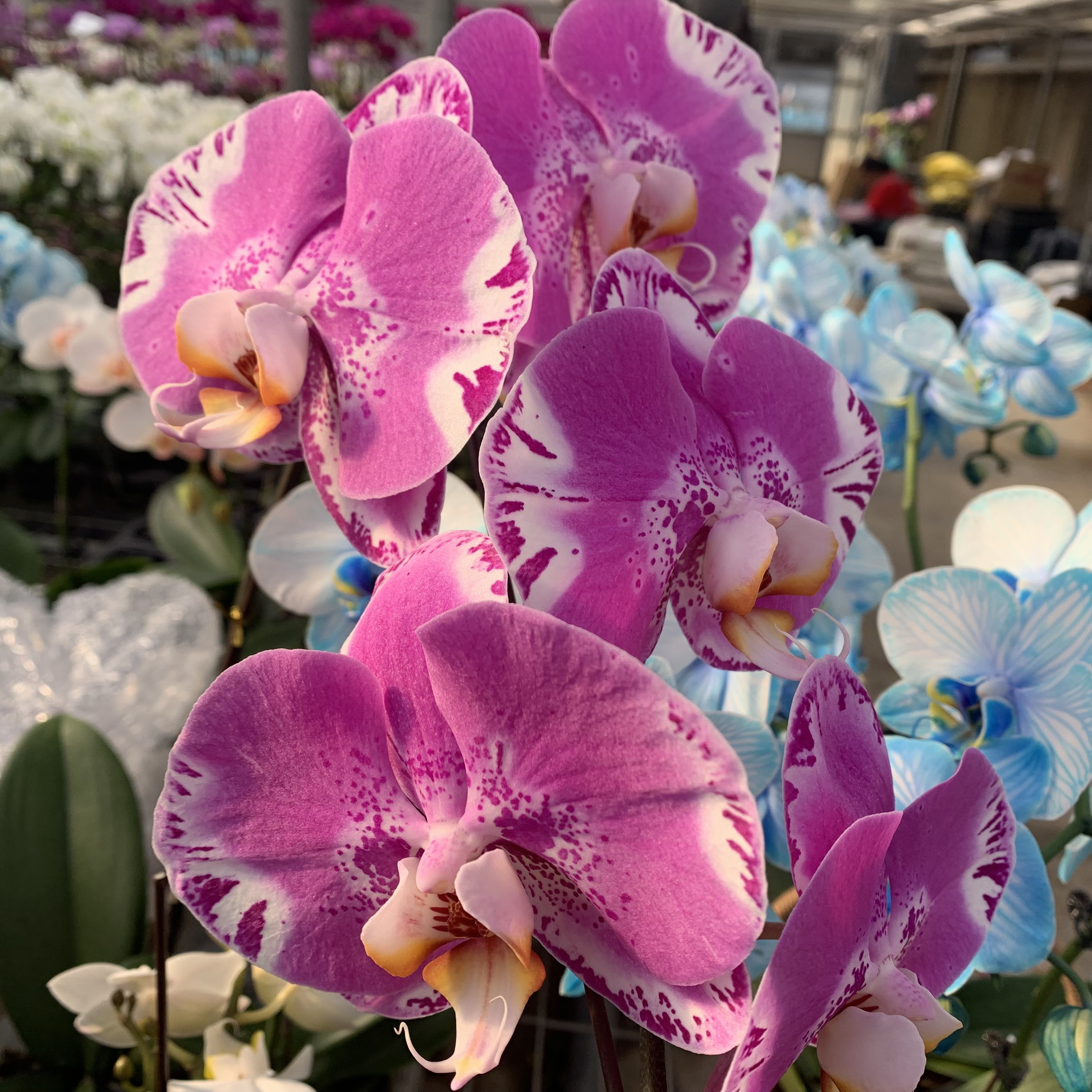 【藏宝图】蝴蝶兰精品开花株