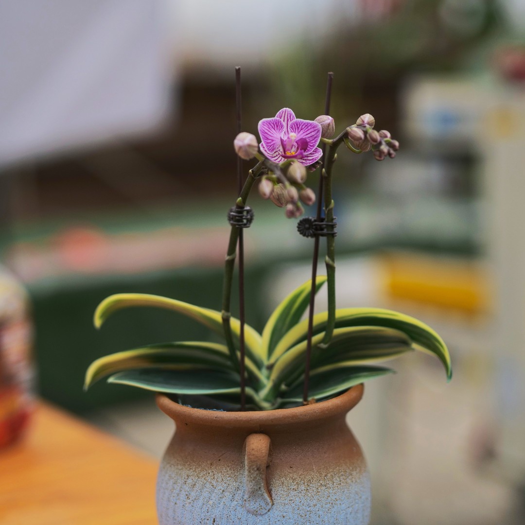年宵·【金边小飞象】蝴蝶兰开花株