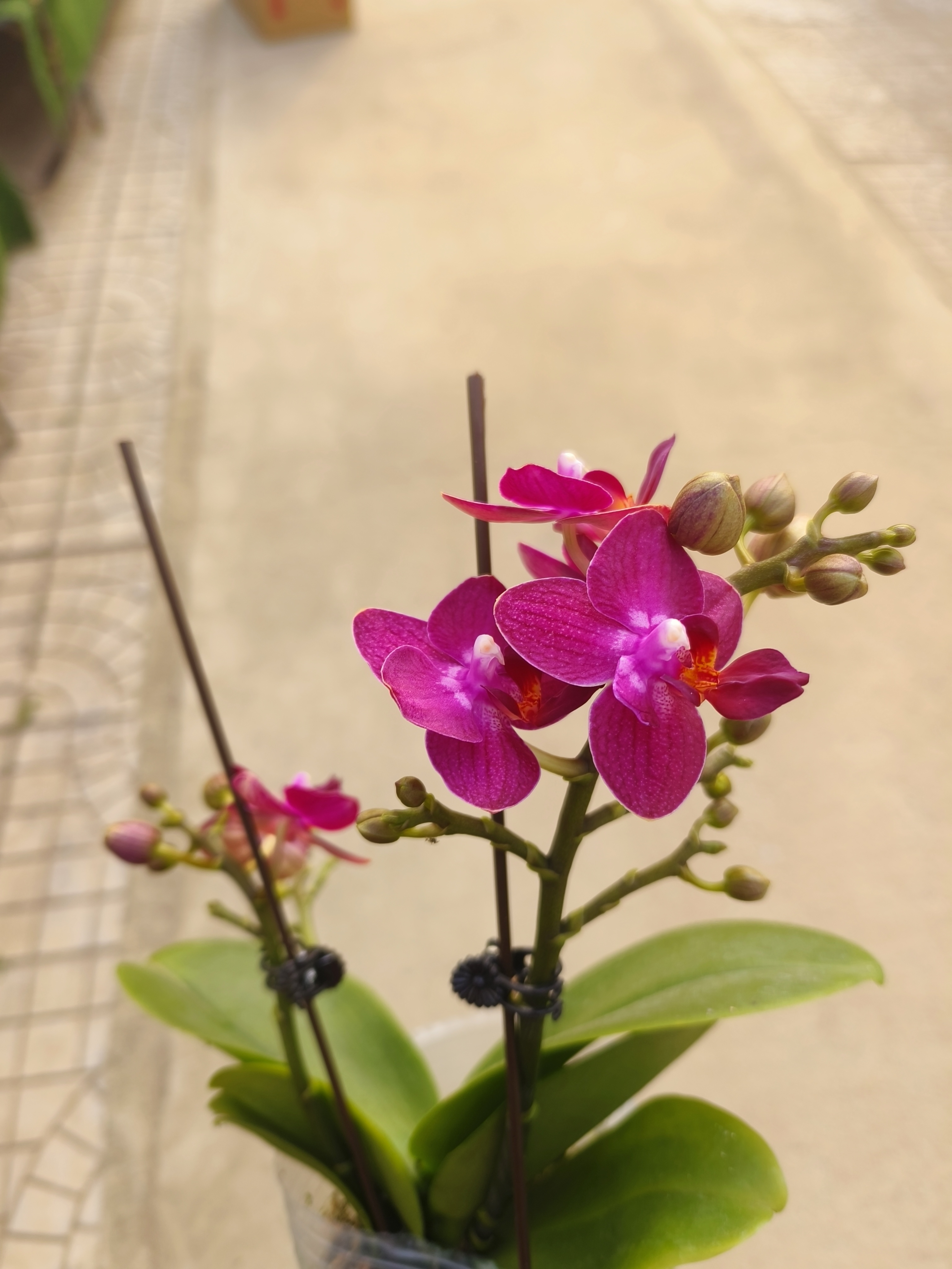 年宵·【203】蝴蝶兰开花株