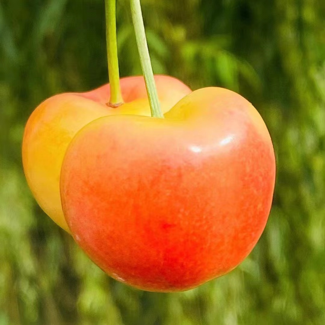 【蓝鲸小掌柜】智利海运皇家雷尼黄车厘子J/2J4.4斤装内附果径卡