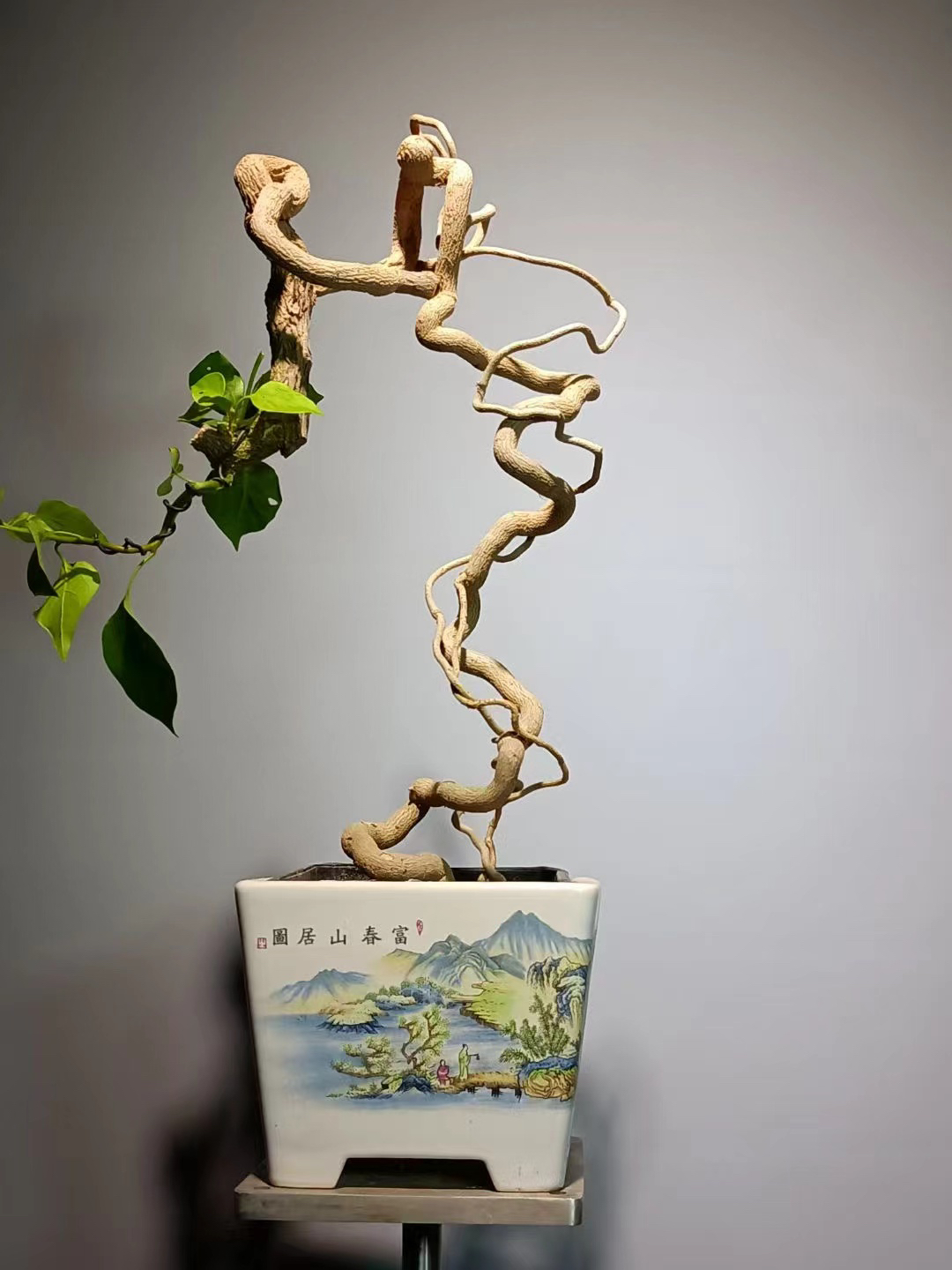 三角梅小桃红提根造型直播间一物一拍