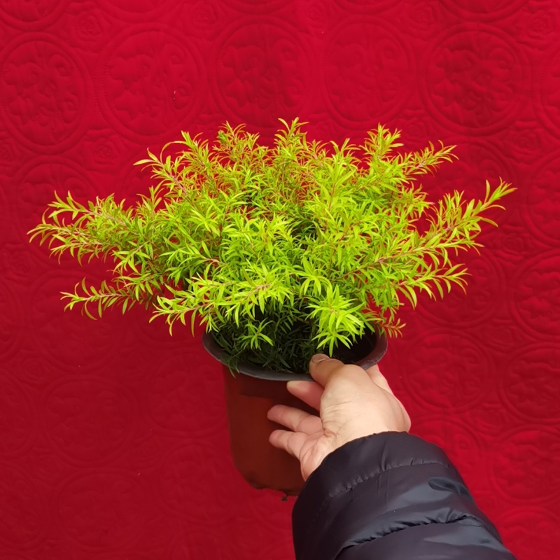 黄金香柳盆栽花苗庭院阳台植物千层金盆栽多年生四季常青好养易活