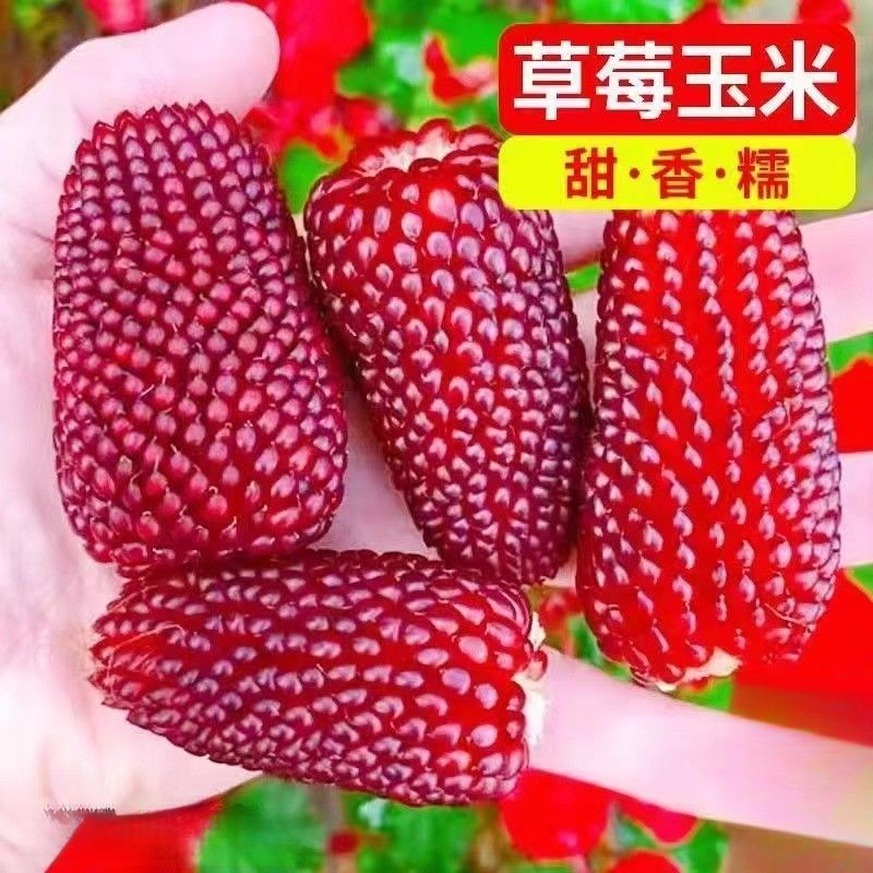 草莓玉米种子可以生吃的水果玉米种子高产玉米种子甜糯四季播种