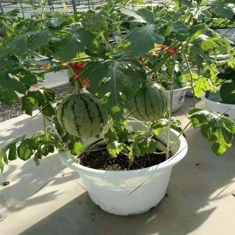 【口口甜盆栽西瓜】种子少籽蜂蜜小西瓜种子阳台庭院高产水果种子