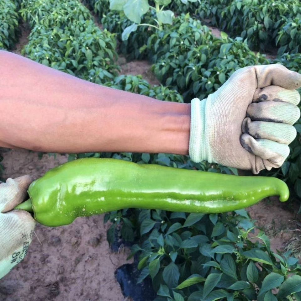 农家特大牛角辣椒种子青椒高产春秋四播种阳台盆栽菜园南北方蔬菜