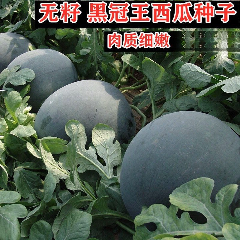 无籽西瓜种籽黑皮红瓤无籽西瓜种子特大巨型无籽黑冠王西瓜