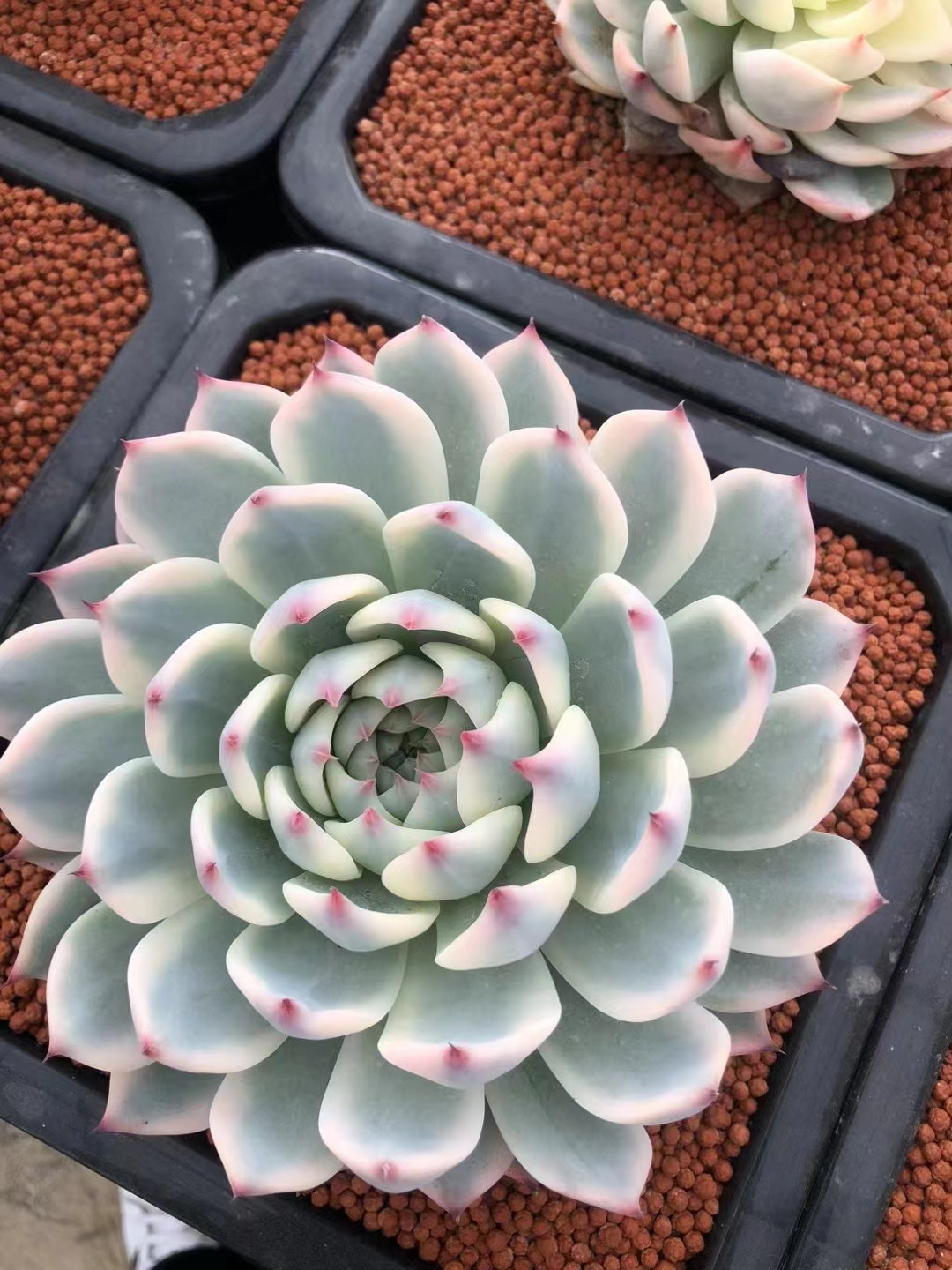 八月多肉园艺3号链接