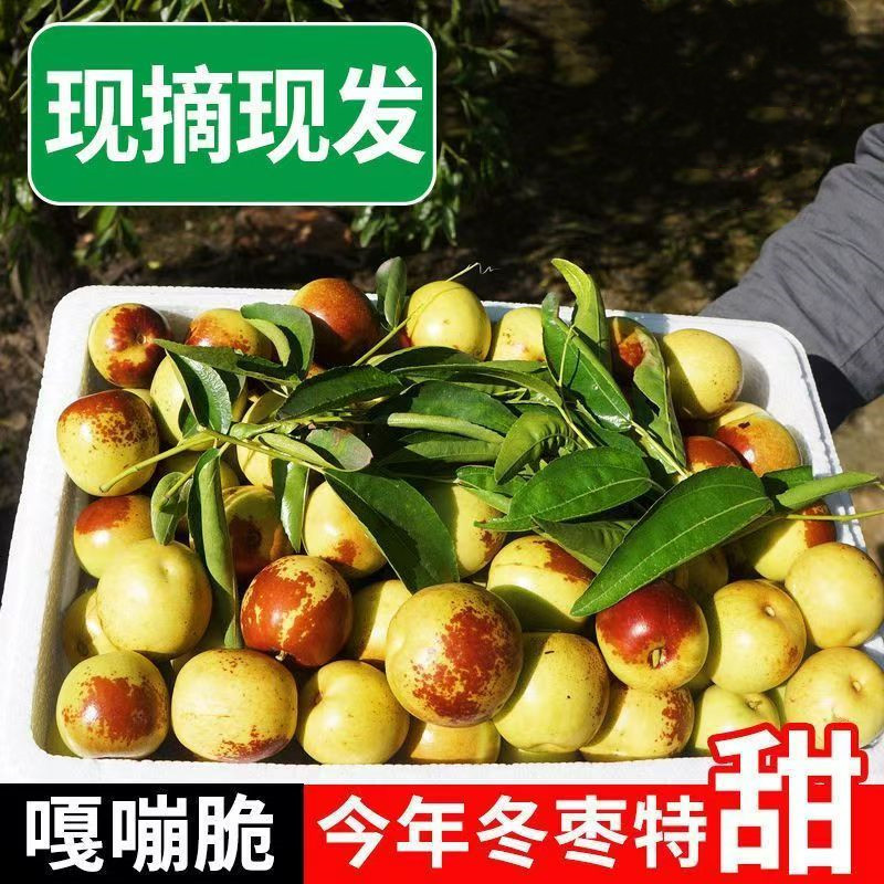 【礼品果王】冬枣新鲜山东沾化脆甜即食当季水果5斤果园现摘直发