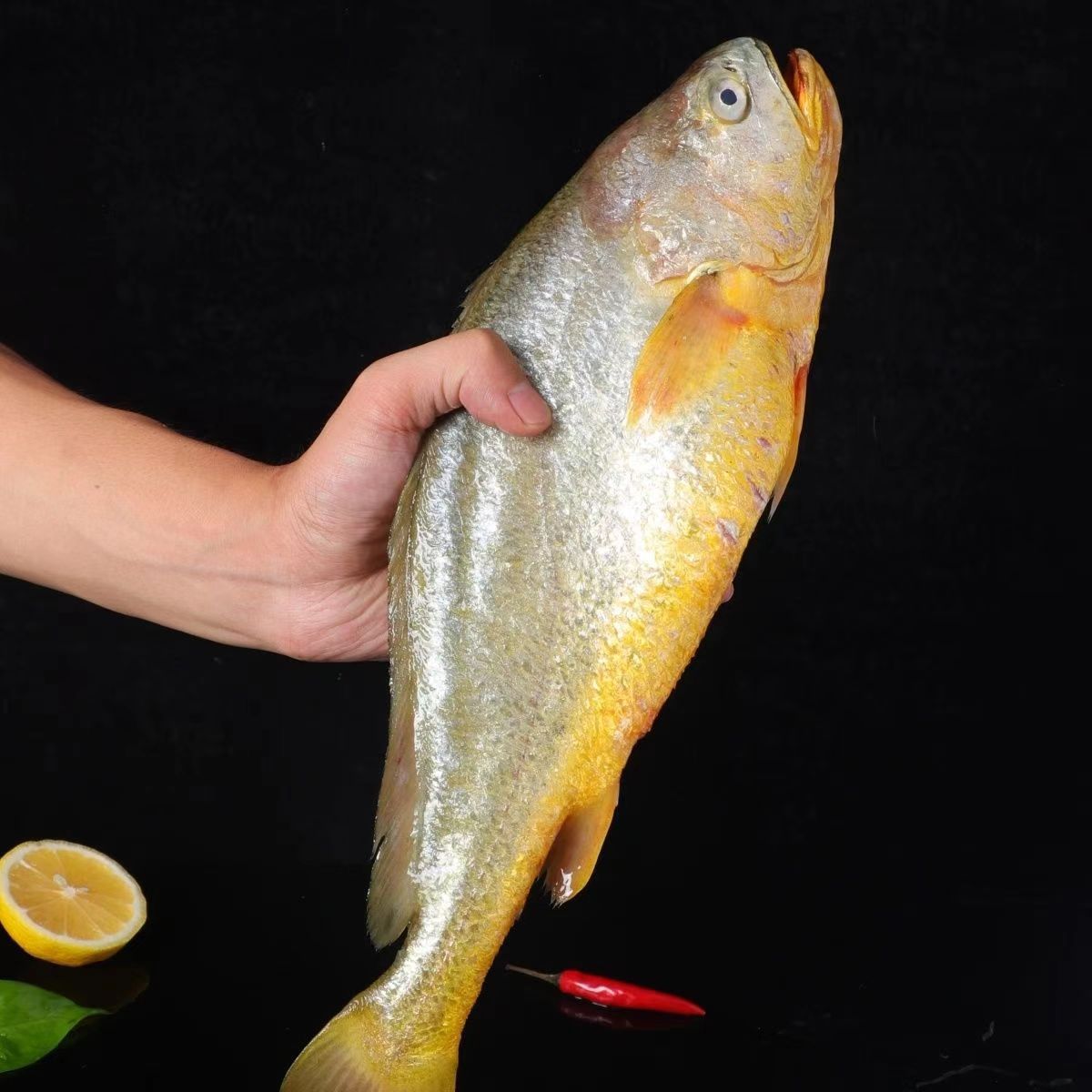 新鲜速冻大黄鱼 每条450g—500g 到手3条顺丰冷链