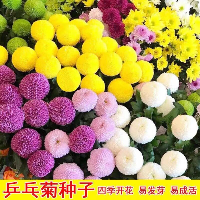 【乒乓菊菊花种子】花籽球行四季易种活室内外阳台鲜花盆栽种子