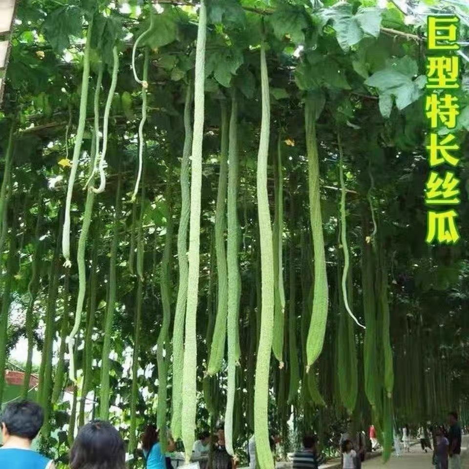 巨型丝瓜种子长丝瓜种籽子春季夏季庭院种植菜种籽四季蔬菜种子