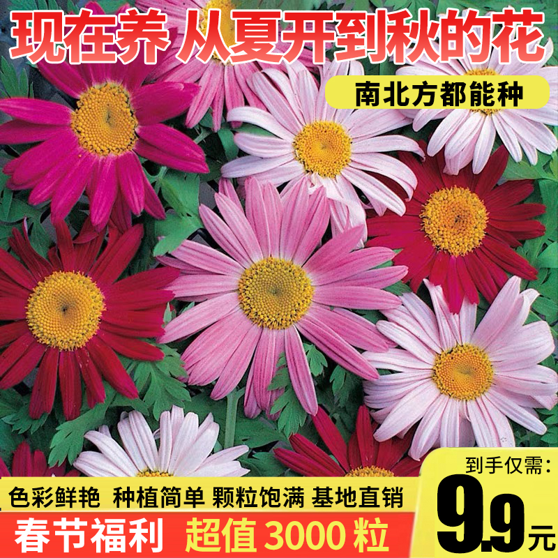 【抢!9.9元3000粒】除虫菊种子防蚊驱虫花种子多年生室内外阳台盆栽