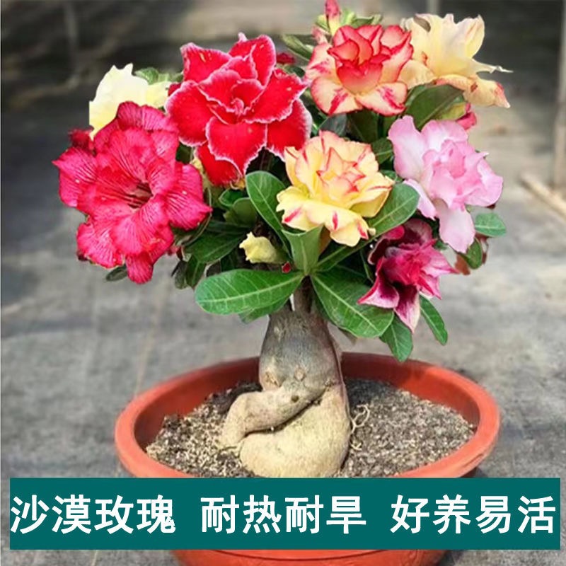 重瓣沙漠玫瑰一年花苗观花植物四季开花室内绿植花卉盆栽好养_鲜花园艺