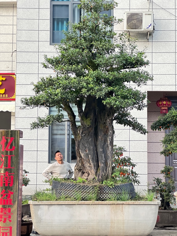 忆江南园艺大桩金弹子