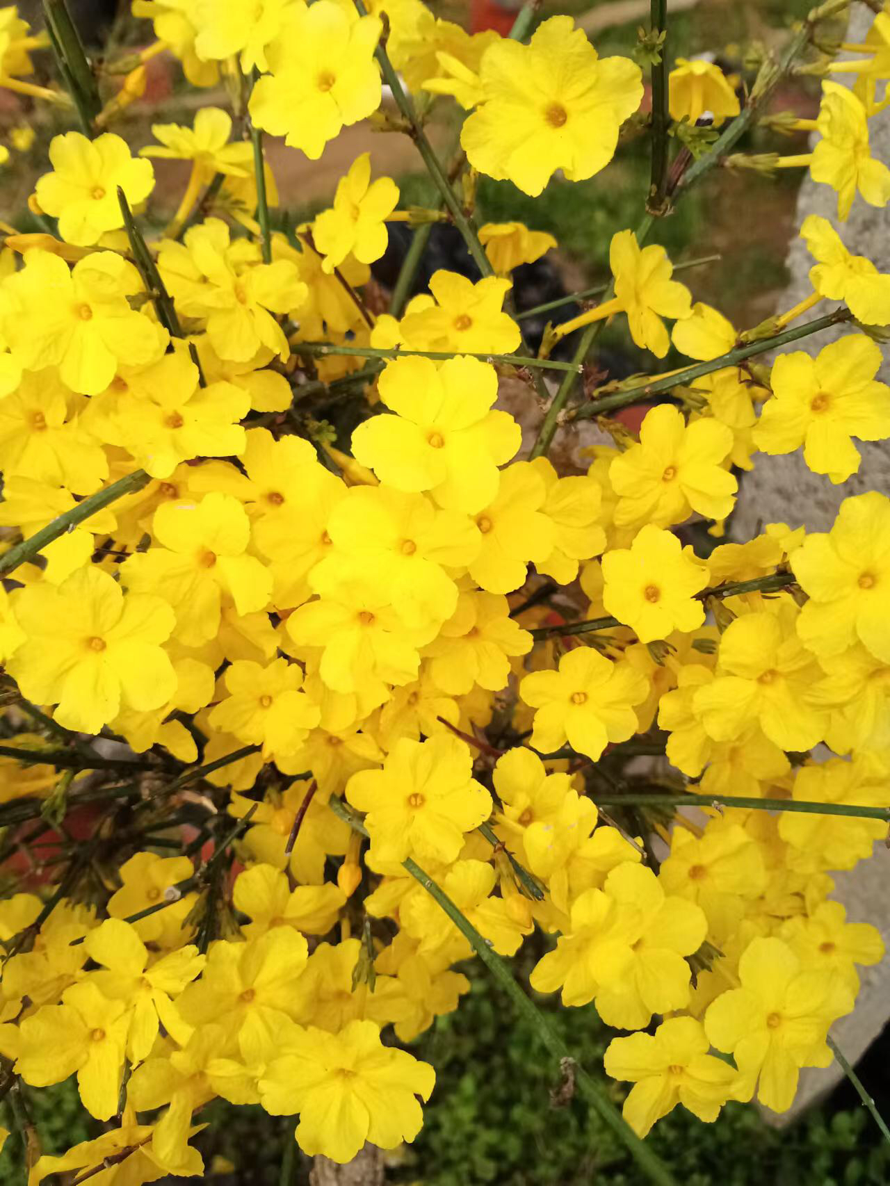 迎春花造型盆景绿植盆栽