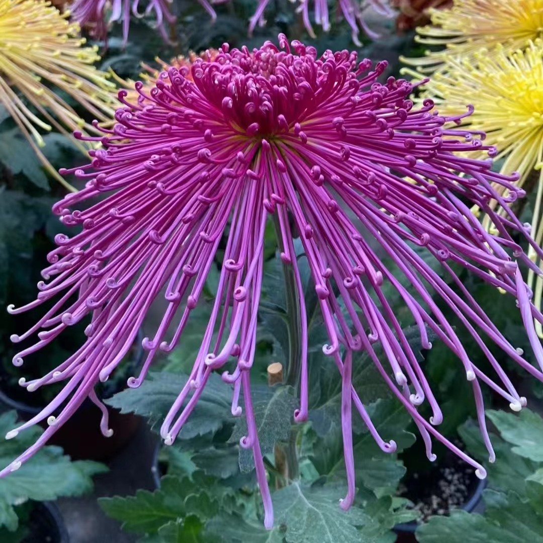 菊花盆栽带花苞四季开花【泉香烈火】花卉绿植九月菊花多年生好养