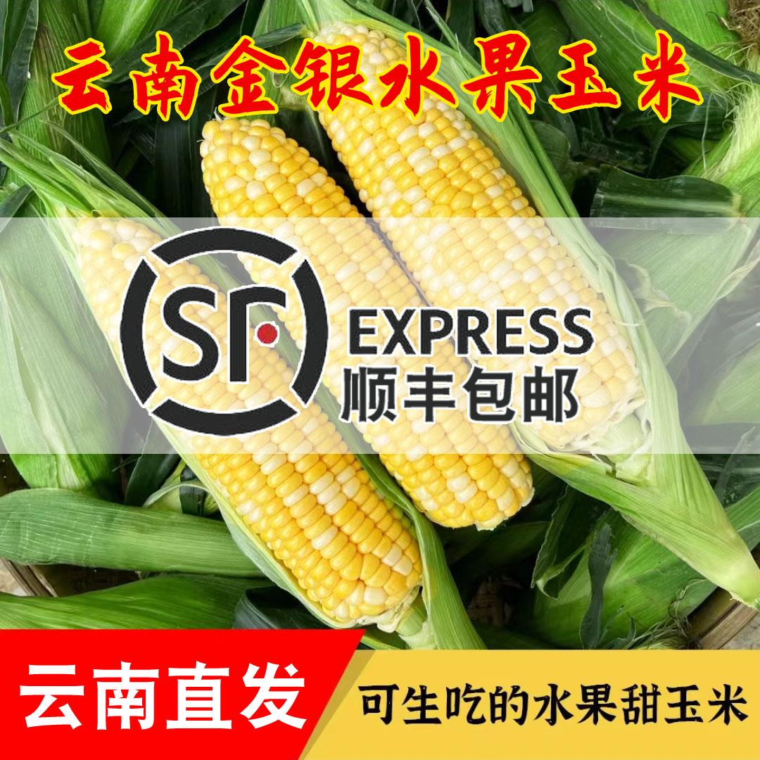 【顺丰包邮】云南金银水果玉米新鲜清甜榨汁当季甜带壳产地可生吃