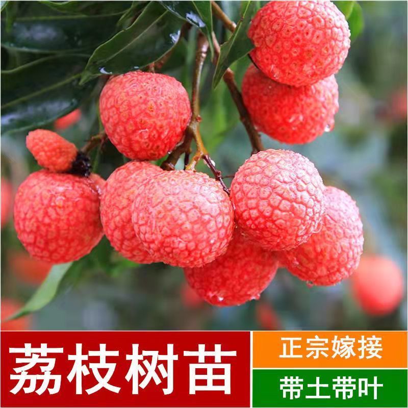妃子笑冰荔荔枝树嫁接苗桂味无核仙进奉观音绿正品苗带土带叶 